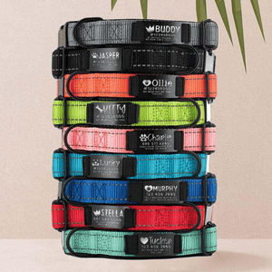 Stack of personalized pet collars in various colors with names and contact details engraved on metal tags.