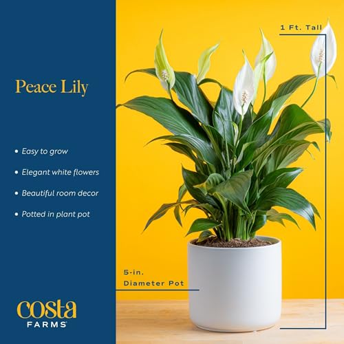 A Peace Lily plant with elegant white flowers and green leaves in a 5-inch diameter white pot, approximately 1 foot tall.