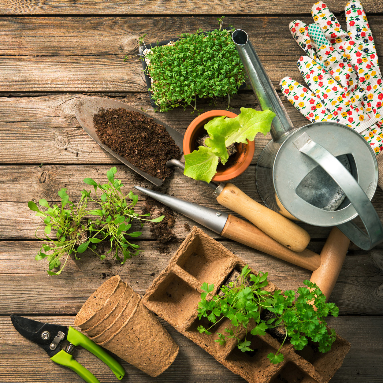 Gardening tools, potted plants, soil, and biodegradable planting pots on a wooden surface.