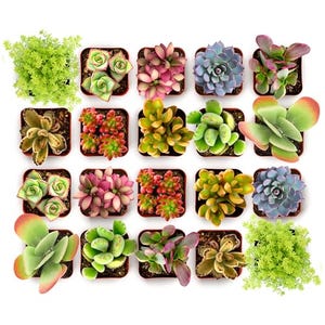 A collection of various small, colorful succulents in individual pots, arranged neatly in a grid pattern.