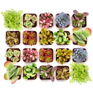 A collection of various small, colorful succulents in individual pots, arranged neatly in a grid pattern.