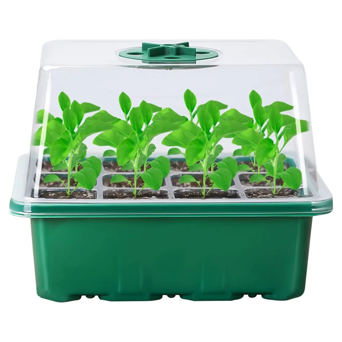 A green seed starter kit with a transparent domed lid containing young green seedlings in individual soil cells.