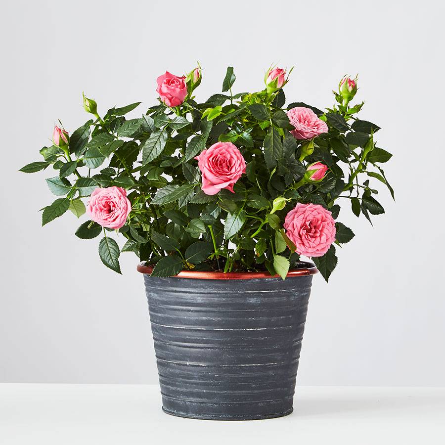 A pink rose plant with multiple blooms and buds is potted in a ribbed, dark gray container.