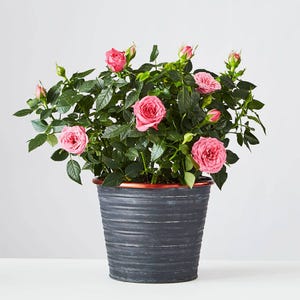 A pink rose plant with multiple blooms and buds is potted in a ribbed, dark gray container.