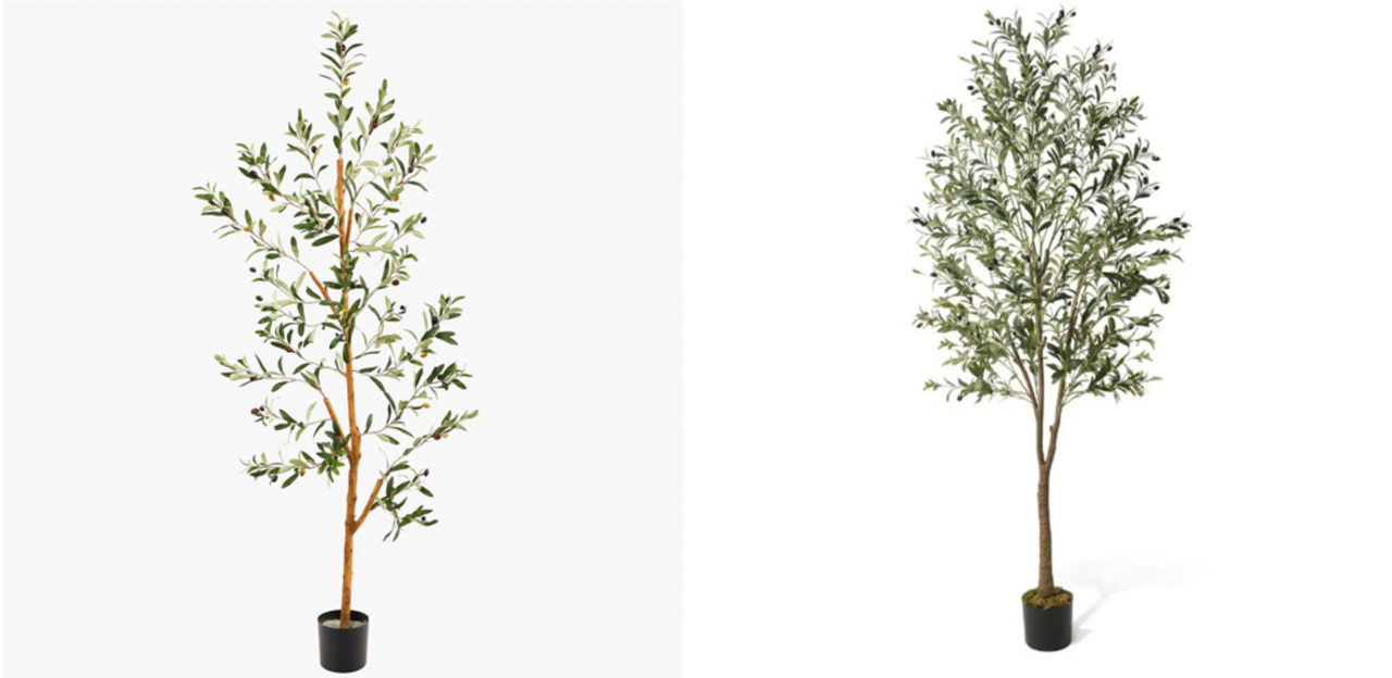 olive trees