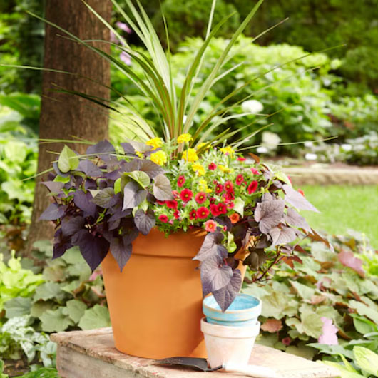 A terracotta clay planter contains a mix of tall grasses, yellow and red flowers, and broad purple foliage, placed on a wooden bench alongside two smaller colored pots. The setting is a lush garden with various green plants in the background.