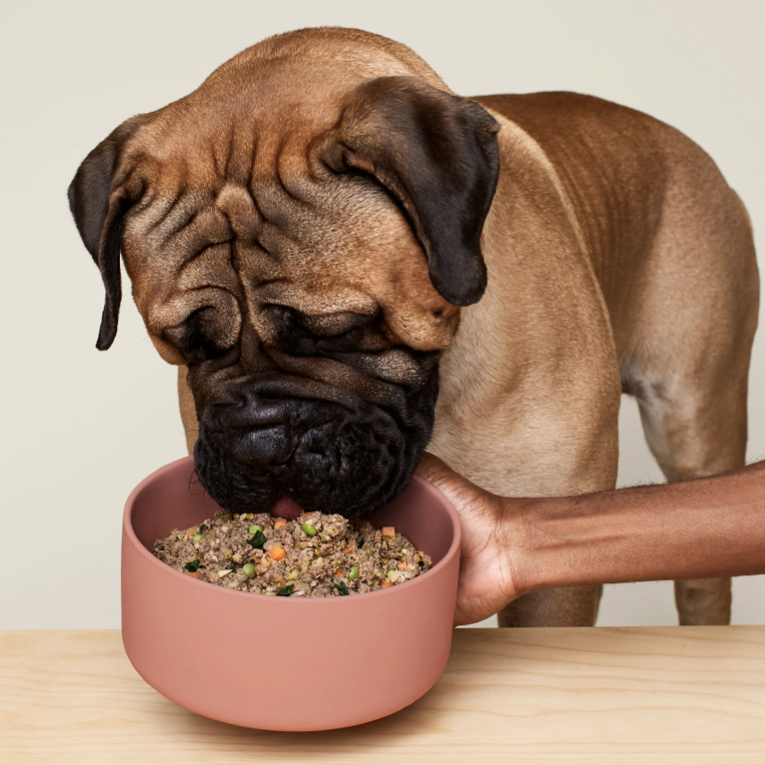 A large dog eats from a bowl of mixed dog food held by a person's hand, featuring ingredients like peas, carrots, and grains.