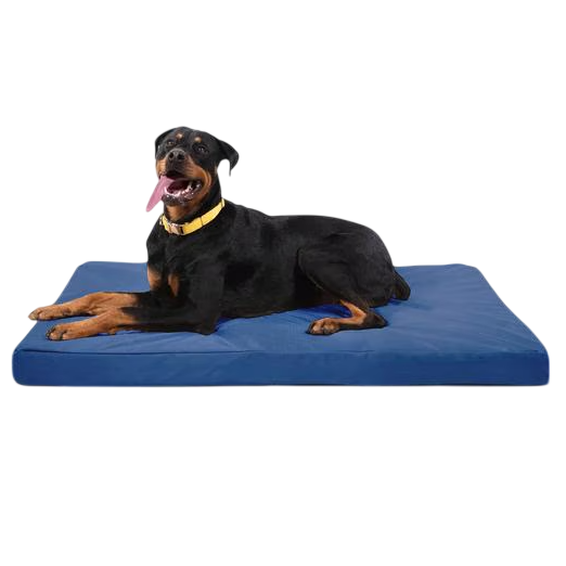 A Rottweiler is lying on a blue rectangular dog bed with a yellow collar around its neck.