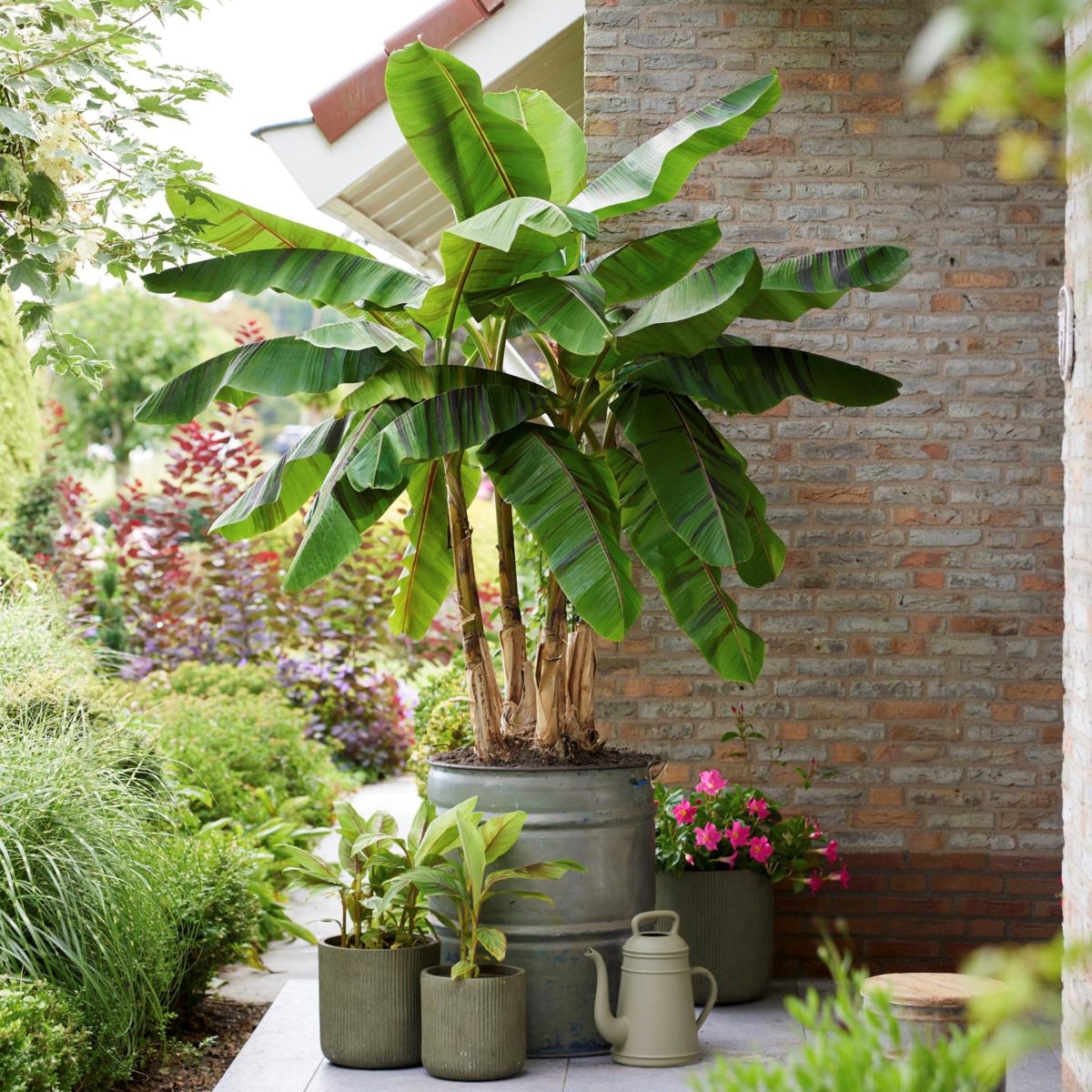 A large banana tree with broad green leaves is planted in a substantial outdoor pot, surrounded by smaller potted plants and a watering can, set against a brick wall.