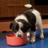 A young black and white puppy eating from a red bowl on a blue floor, with a wood-colored background.