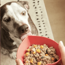 A dog eagerly approaches a heart-shaped bowl filled with a mixture of ground meat and vegetables, held by a person. The setting includes a patterned rug and wooden floor.