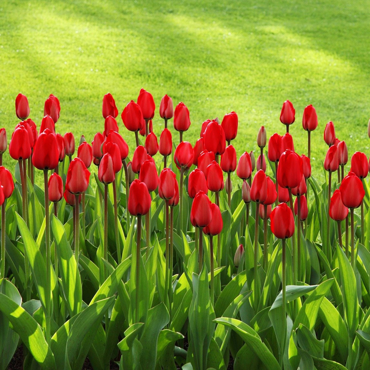 Red tulips with tall green stems, set against a vibrant green lawn. The flowers are mostly closed with smooth petals, creating a striking contrast between the bright red blooms and lush foliage.