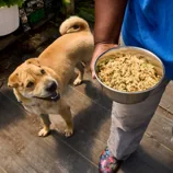 A person holds a bowl of homemade dog food while a dog looks up expectantly. The food appears to be a mix of vegetables and proteins.
