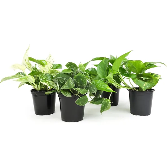 Four black pots each contain a different easy-care pothos plant with varying green and variegated leaves, suitable for indoor environments.