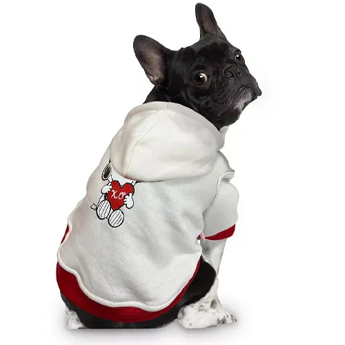 A French Bulldog is wearing a white and red hoodie featuring a heart design with \“XO\“ on the back.