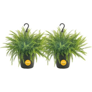 Two hanging planters with lush green ferns from Costa Farms.
