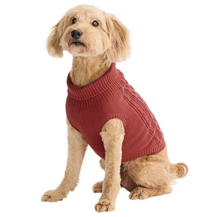 A small dog wears a red cable-knit sweater with a turtleneck collar, sitting on a plain white background.