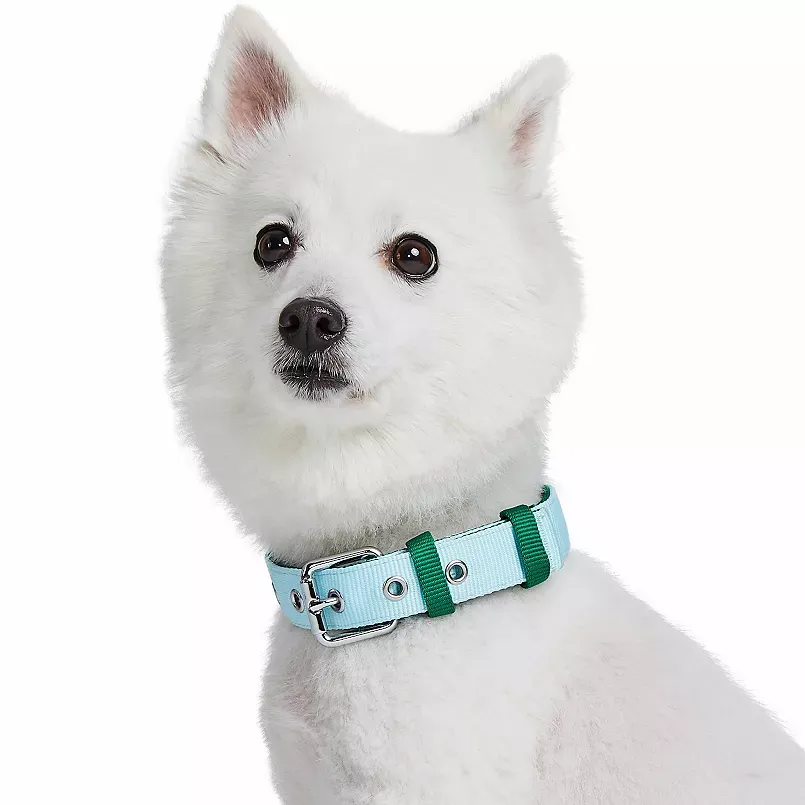White dog wearing a light green collar.