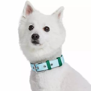 White dog wearing a light green collar.