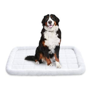 A Bernese Mountain Dog sitting on a white rectangular pet mat with raised edges.