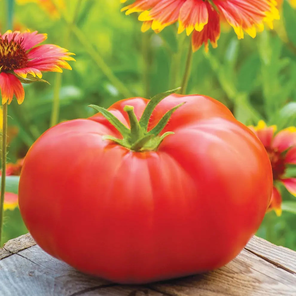 A large, ripe tomato is shown resting on a wooden surface, surrounded by vibrant red and yellow flowers in a garden setting.