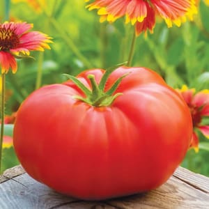 A large, ripe tomato is shown resting on a wooden surface, surrounded by vibrant red and yellow flowers in a garden setting.
