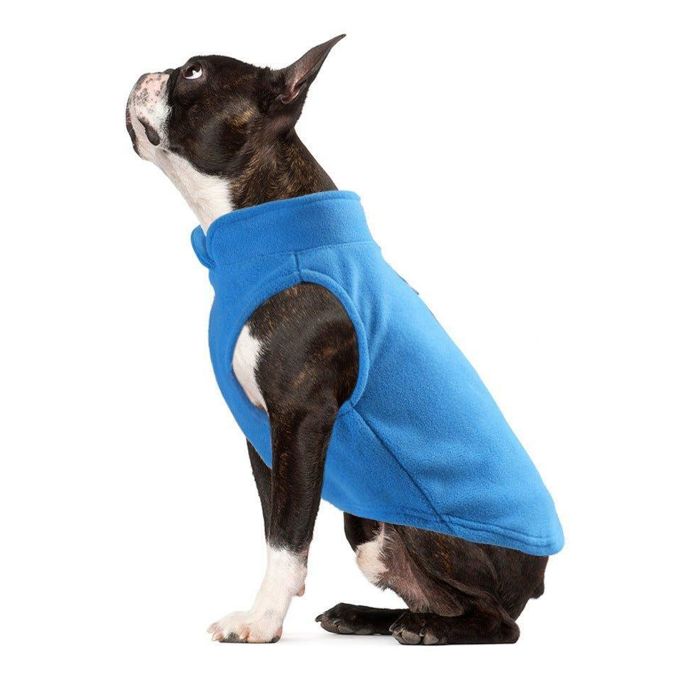 A Boston Terrier sits wearing a bright blue fleece dog vest, designed to keep pets warm.