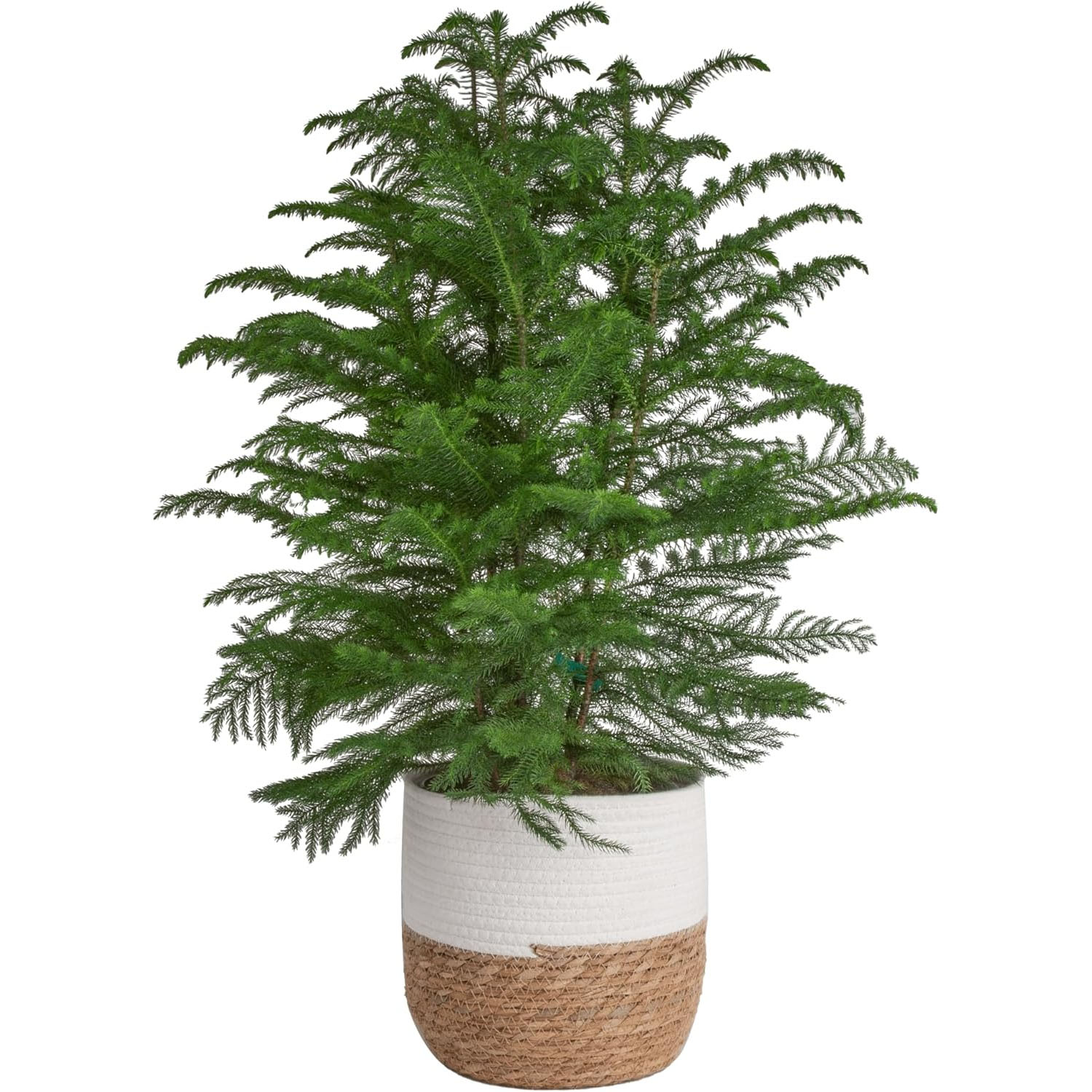 A 3-foot Norfolk Island Pine tree in a woven basket planter, featuring dense, fern-like green branches ideal for holiday decor.