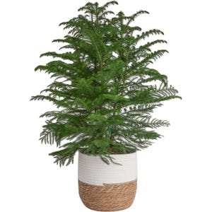 A 3-foot Norfolk Island Pine tree in a woven basket planter, featuring dense, fern-like green branches ideal for holiday decor.