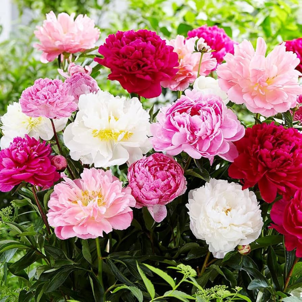 A vibrant assortment of peonies, featuring blooms in pink, white, and deep red hues, surrounded by lush green foliage.