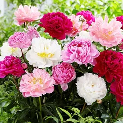 A vibrant assortment of peonies, featuring blooms in pink, white, and deep red hues, surrounded by lush green foliage.