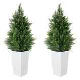 Two tall potted evergreen plants in white square planters.