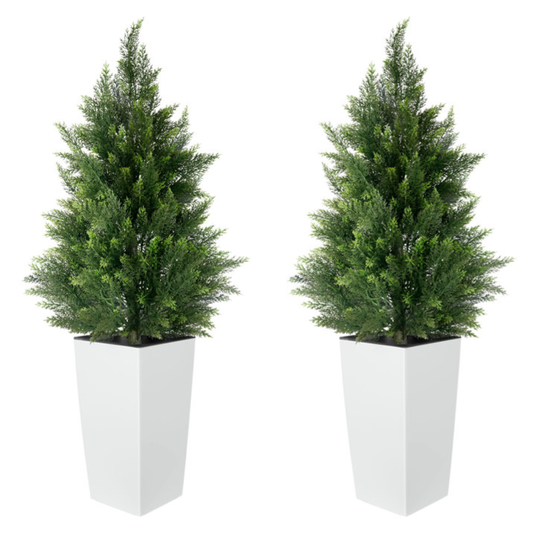 Two tall potted evergreen plants in white square planters.