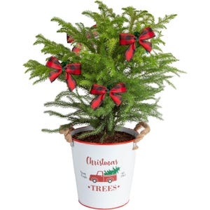 A potted live Christmas tree decorated with red and black plaid bows, housed in a white bucket featuring a red truck graphic and the text \“Christmas Trees.\“ The bucket has rope handles for easy carrying.