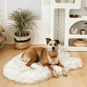 A brown and white dog lies on a fluffy white rug in a room with light wooden floors, next to a woven basket planter with a green plant and a white shelf holding decorative pottery and books.