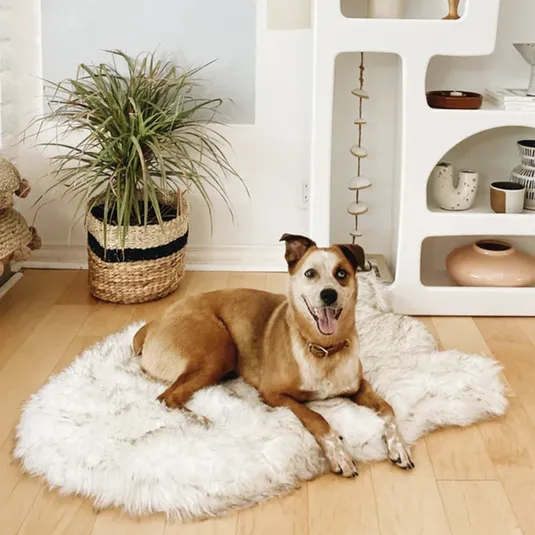 A brown and white dog lies on a fluffy white rug in a room with light wooden floors, next to a woven basket planter with a green plant and a white shelf holding decorative pottery and books.