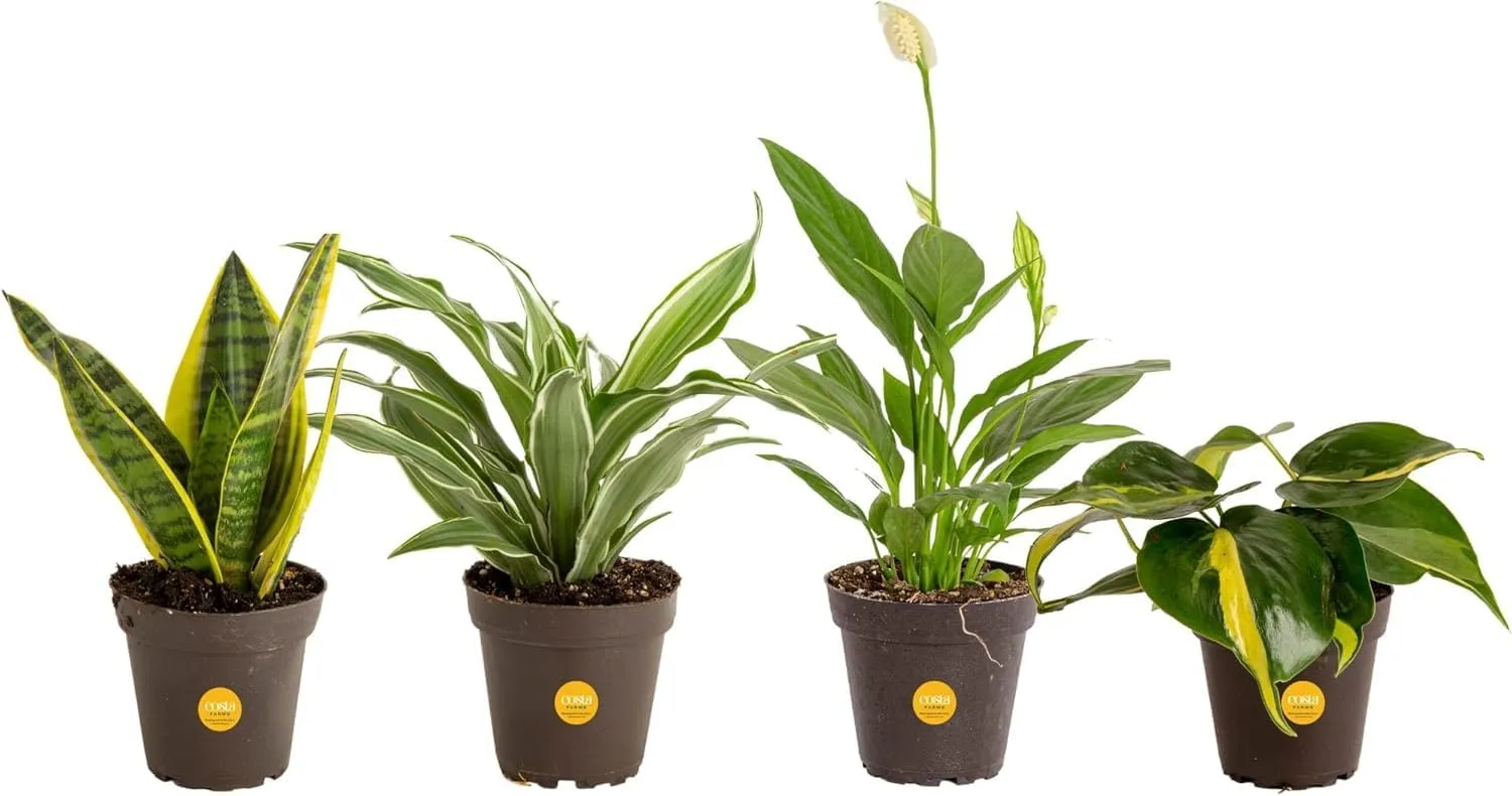 Four potted houseplants, from left to right: a snake plant, a dracaena, a peace lily, and a philodendron, each in black pots with yellow labels.