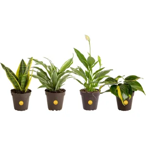 Four potted houseplants, from left to right: a snake plant, a dracaena, a peace lily, and a philodendron, each in black pots with yellow labels.