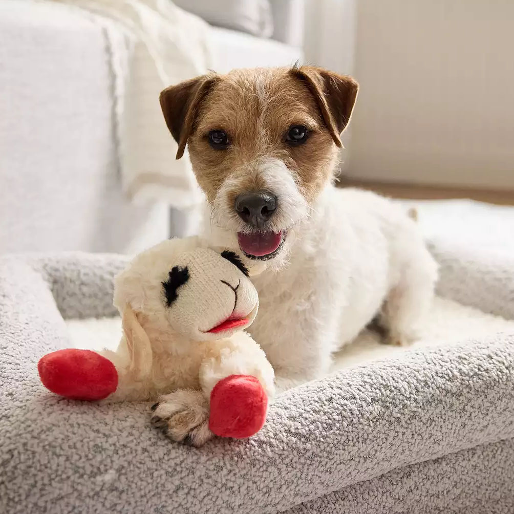 A dog lies on a cozy bed, holding a plush toy resembling a sheep with red feet.