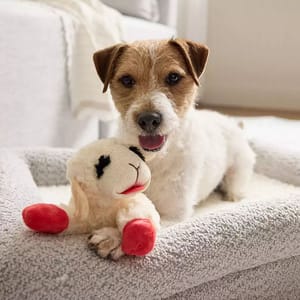A dog lies on a cozy bed, holding a plush toy resembling a sheep with red feet.