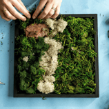 A hands-on project featuring a framed arrangement of various preserved mosses and lichen, laid out on a blue surface.