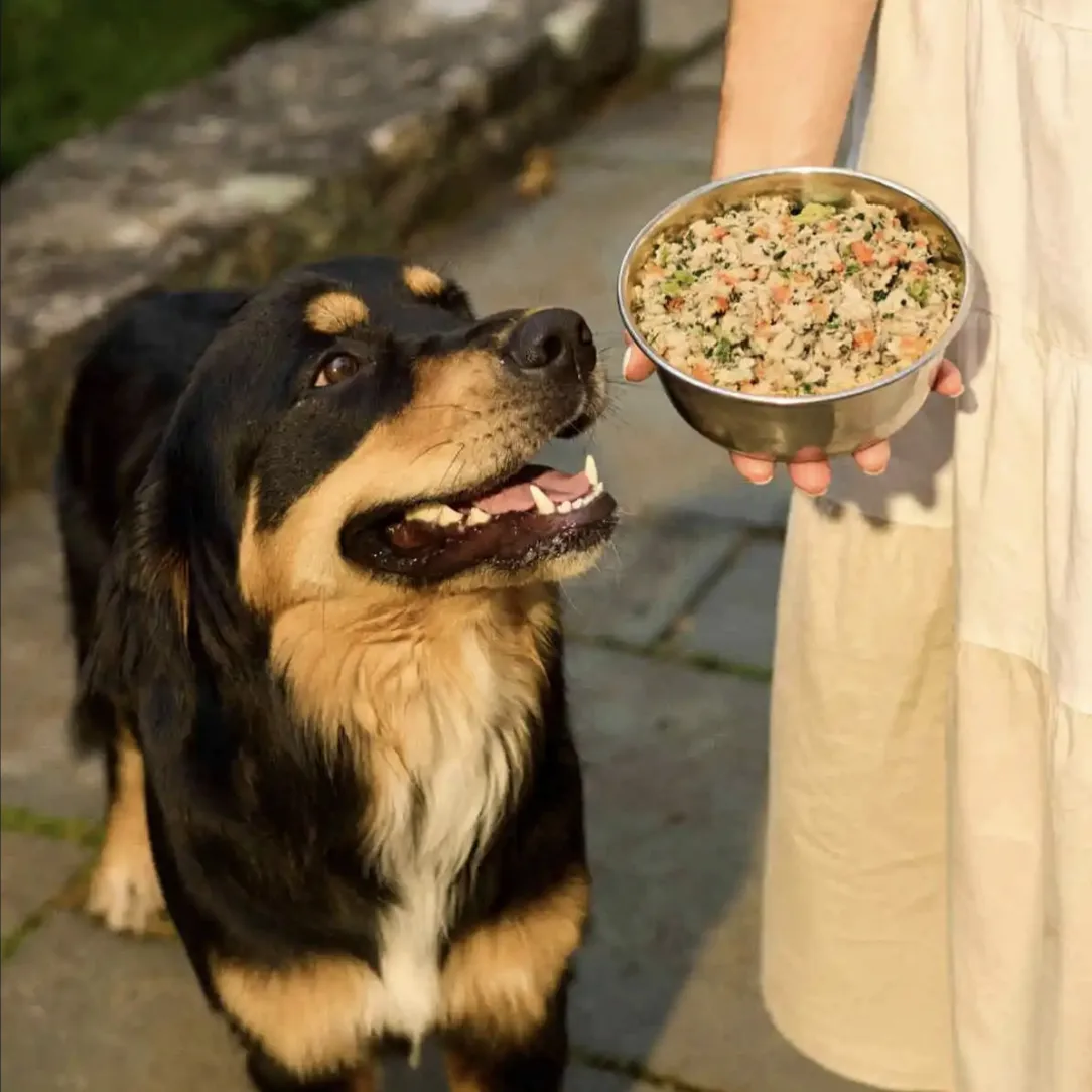 A dog eagerly looks at a bowl filled with a colorful mix of food, held by a person outdoors.