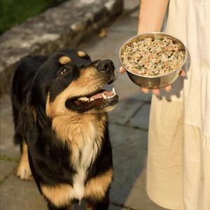 A dog eagerly looks at a bowl filled with a colorful mix of food, held by a person outdoors.