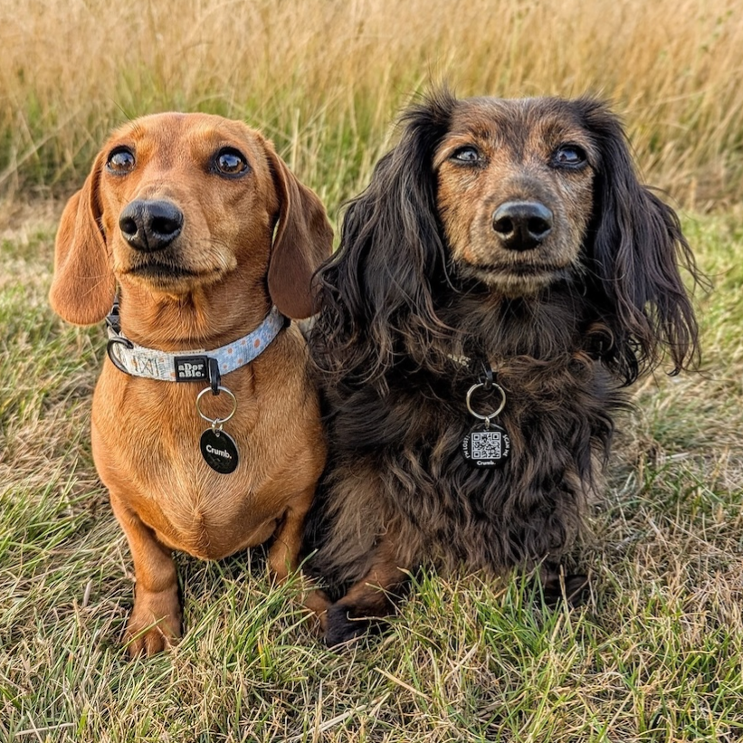 Two dachshunds are sitting side by side in a grassy field, one with short tan fur and the other with long dark fur, both wearing collars with tags.
