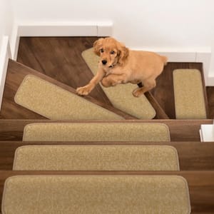A puppy is on a wooden staircase with beige carpet stair treads.