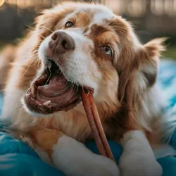 A dog chews on a long, brown stick-like treat while lying on a blue surface. The dog appears content and engaged with the treat.