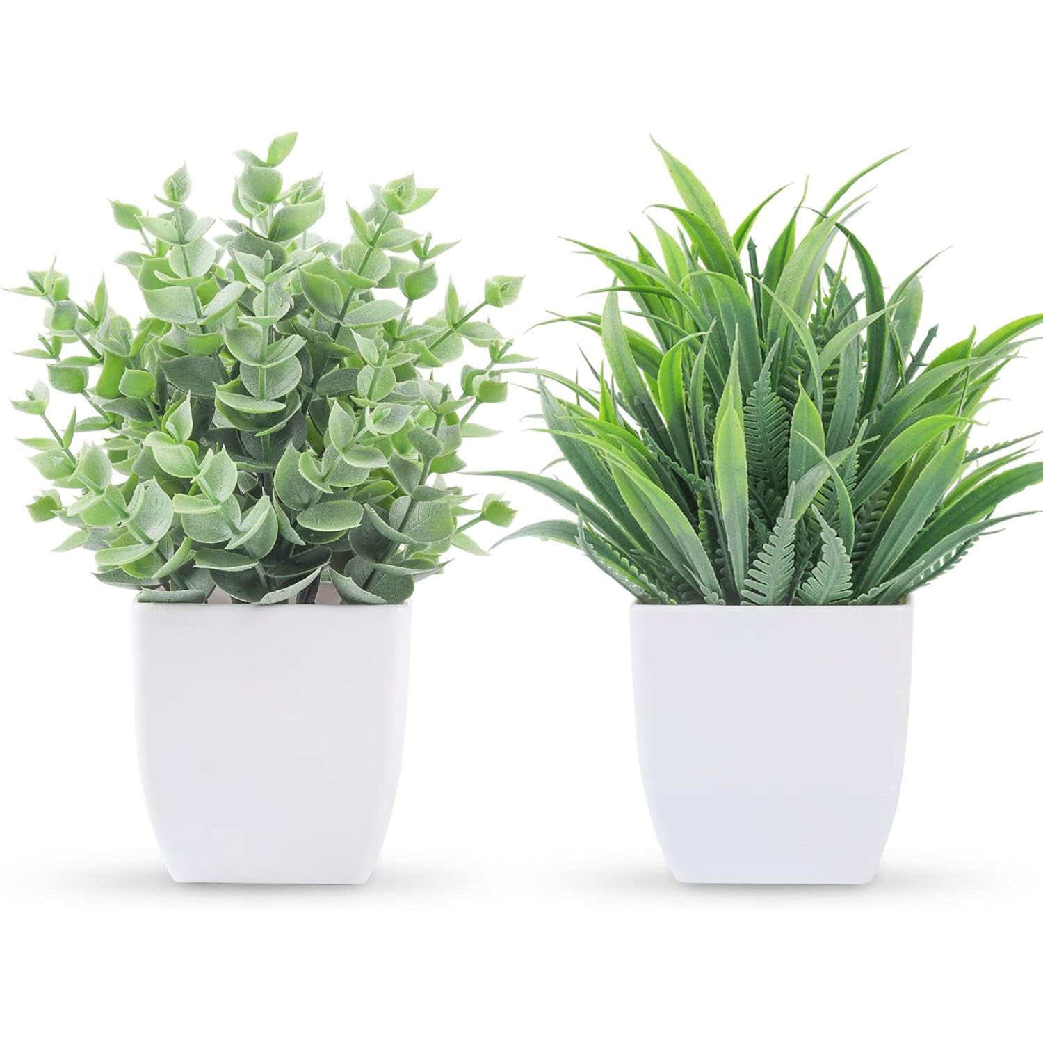 Two small potted plants with two different styles of green foliage are displayed in white pots.