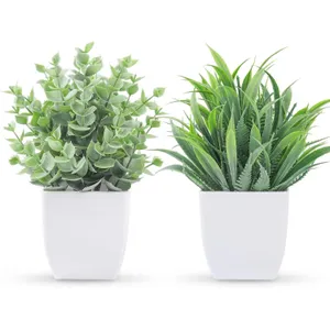 Two small potted plants with two different styles of green foliage are displayed in white pots.