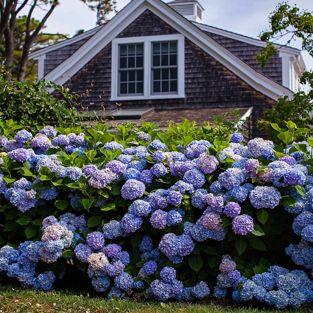 Endless Summer Hydrangea showcases lush, blooming clusters of blue and purple flowers set against a backdrop of a shingle-style house. The vibrant blooms create a striking contrast with the rustic architecture.