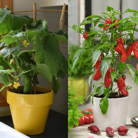 Pictured are two potted plants: one with cucumber vines and yellow blooms in a yellow pot, and the other with a lush red chili pepper plant in a white pot, both ideal for indoor or patio gardening.